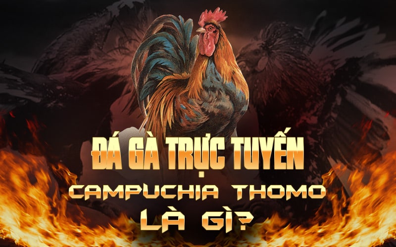 Đá gà trực tuyến Campuchia Thomo là gì