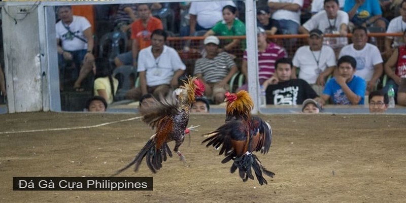 Hình thức đá gà Philippines phổ biến 